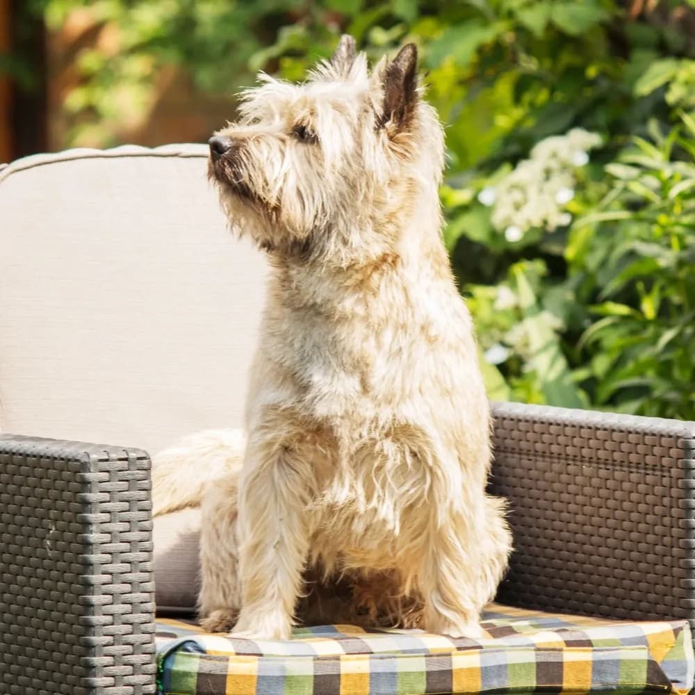 Cairn Terrier — registro 03