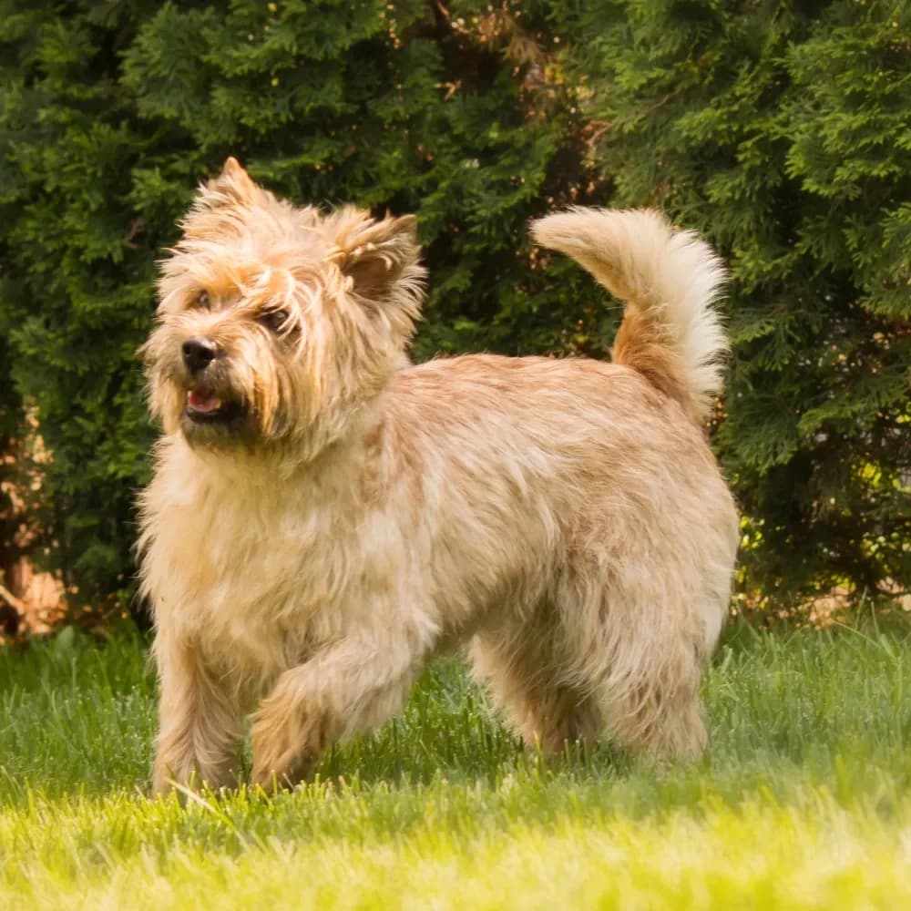 Cairn Terrier — registro 04