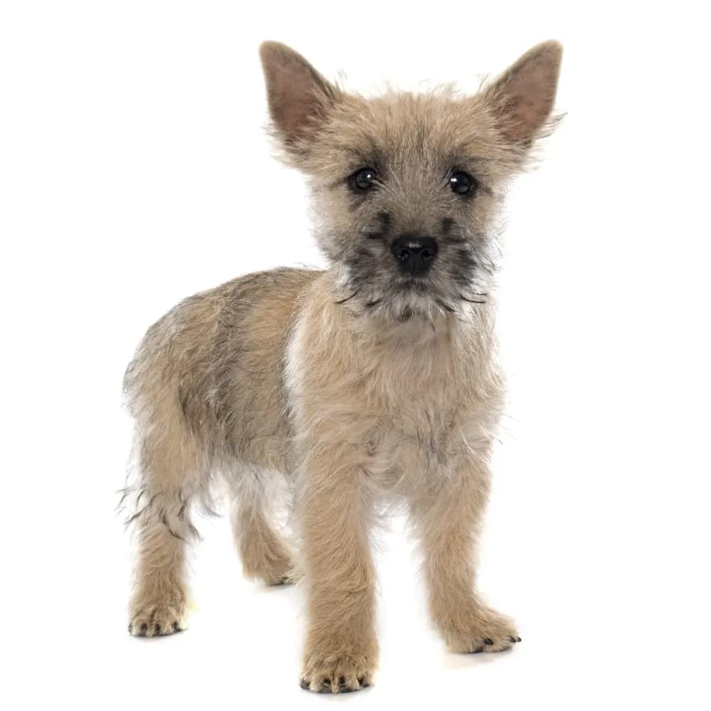 Cairn Terrier — filhote