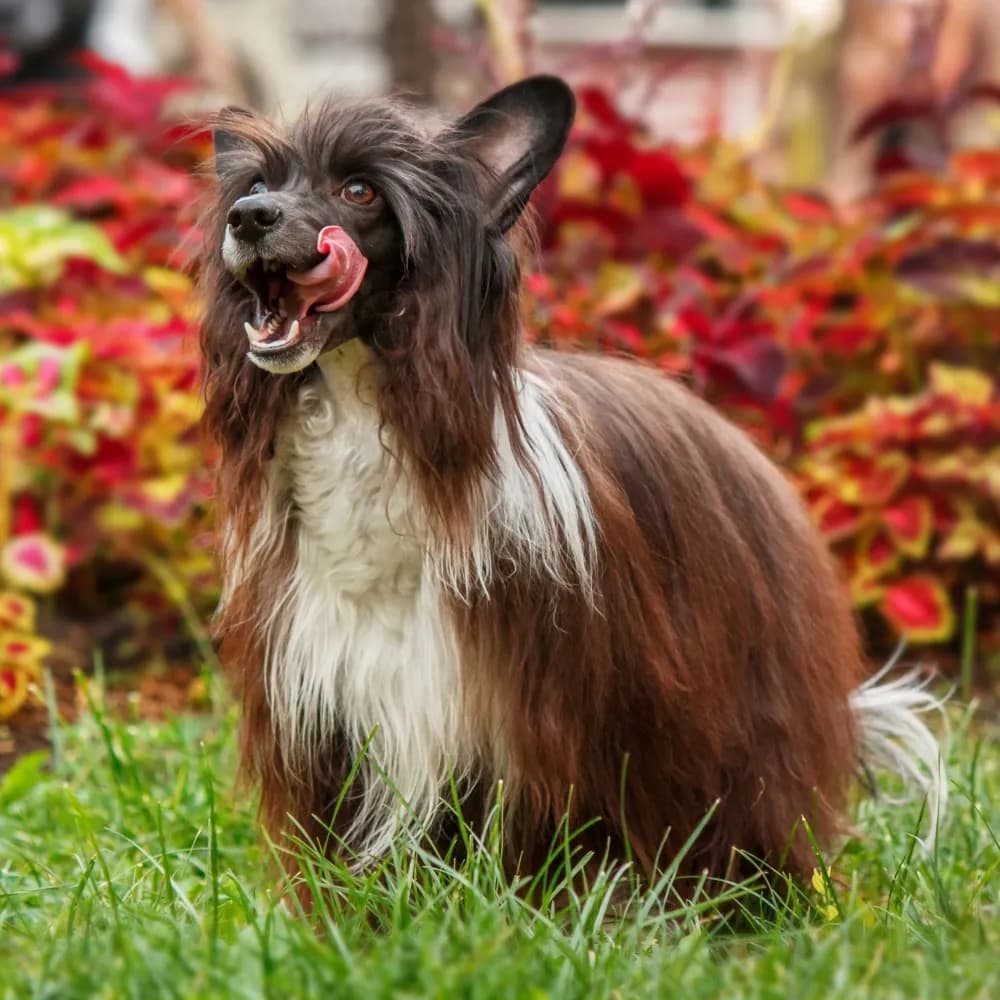 Cão de Crista Chinês — registro 04