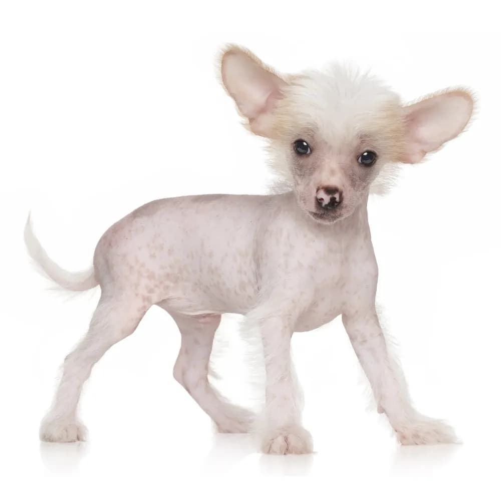 Cão de Crista Chinês — filhote