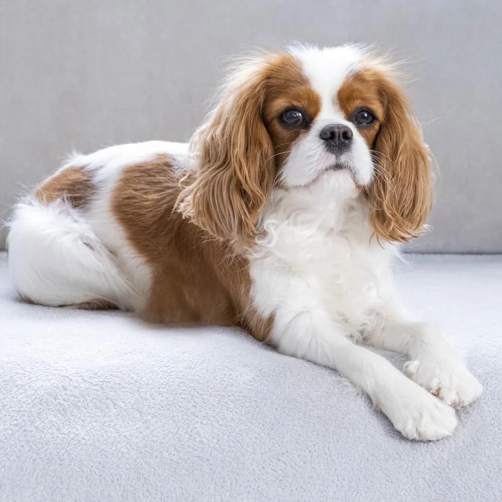 Cavalier King Charles Spaniel — registro 01