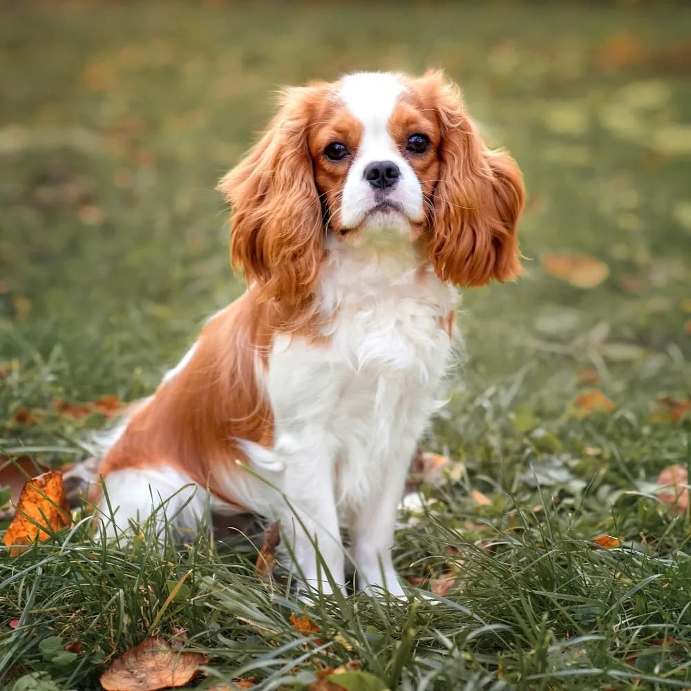 Cavalier King Charles Spaniel — registro 02