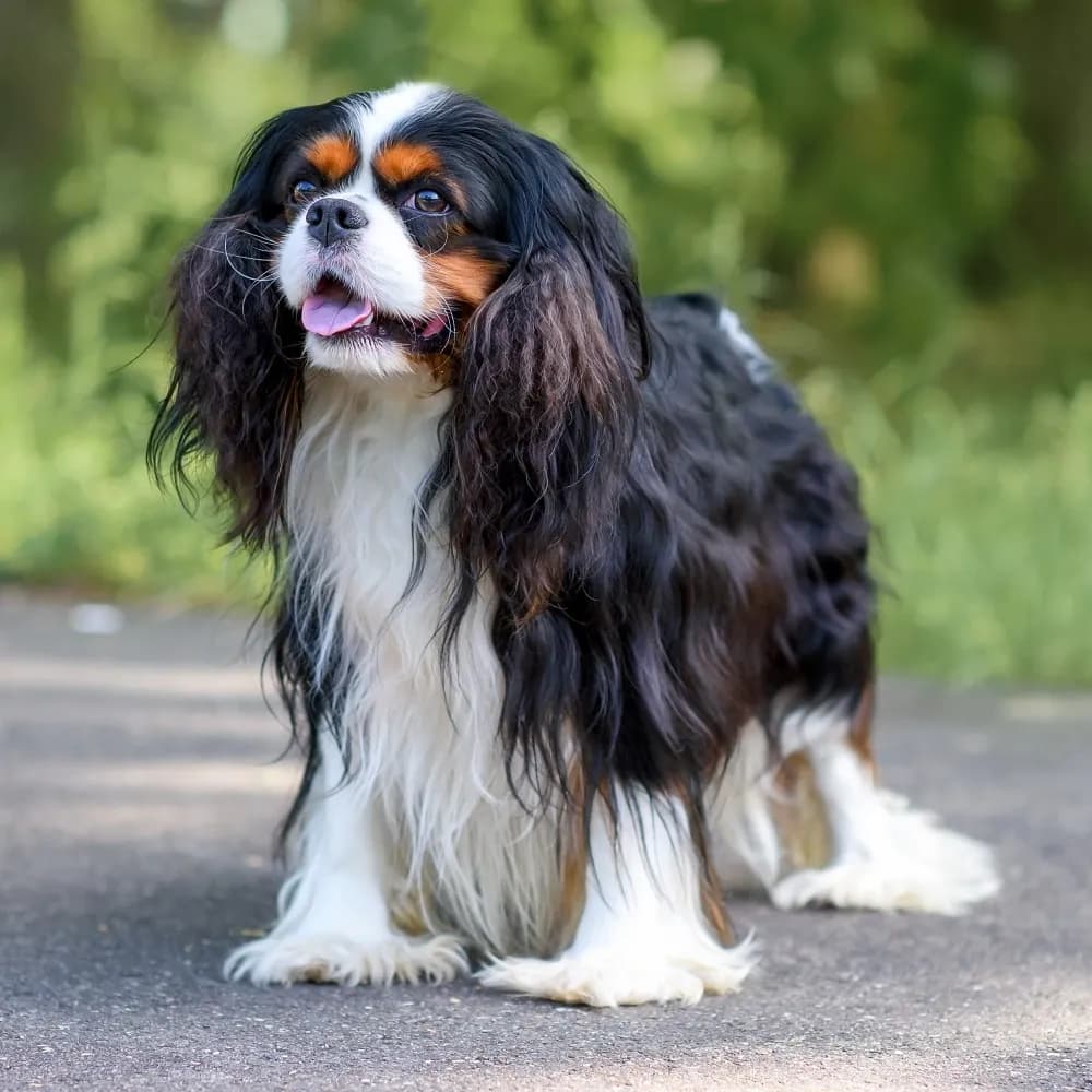 Cavalier King Charles Spaniel — registro 03