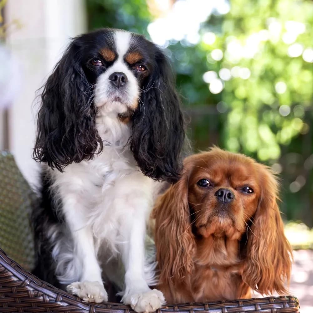 Cavalier King Charles Spaniel — registro 04