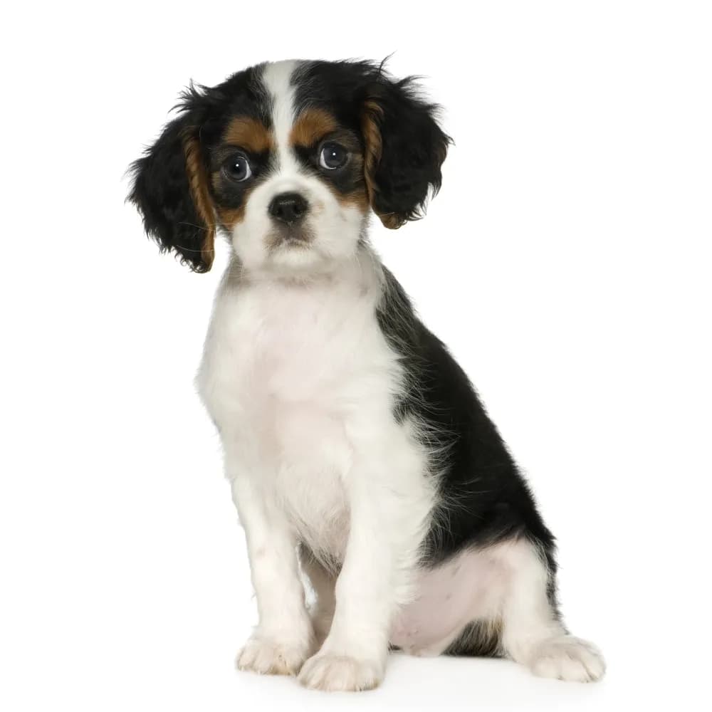 Cavalier King Charles Spaniel — filhote
