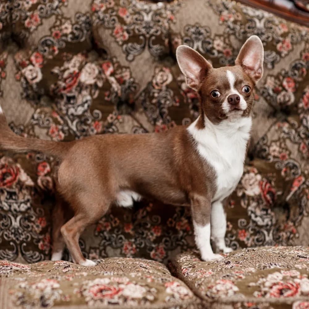 Chihuahua — registro 01
