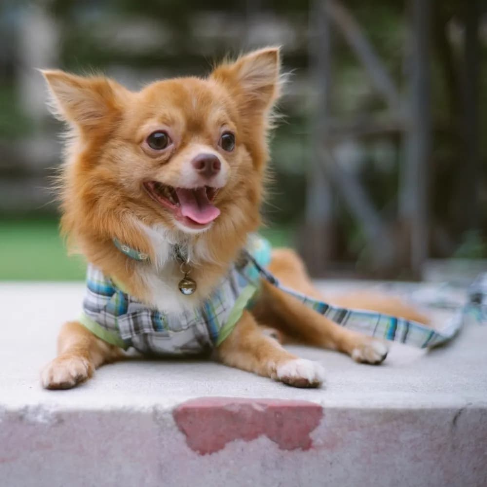 Chihuahua — registro 02
