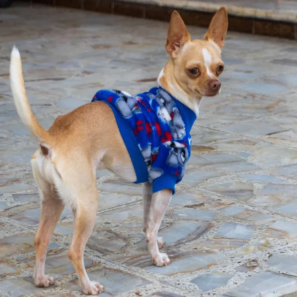 Chihuahua — registro 03