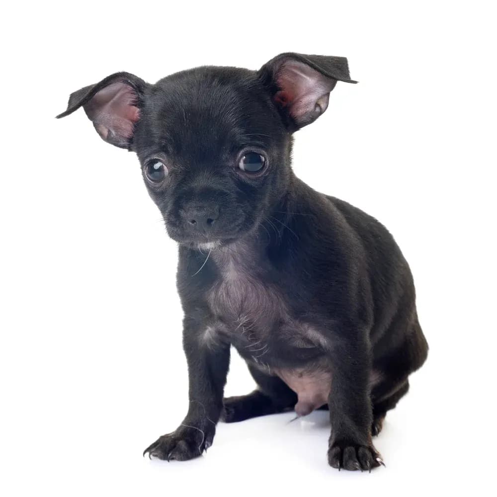 Chihuahua — filhote