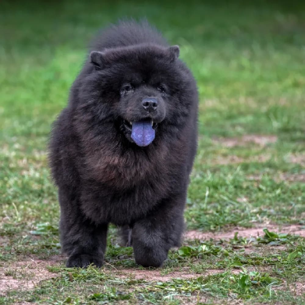 Chow Chow — registro 01