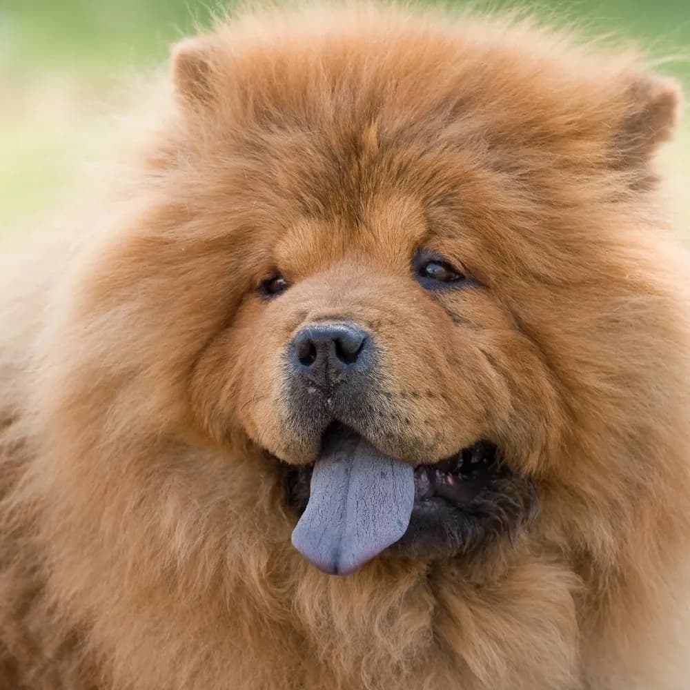 Chow Chow — registro 02