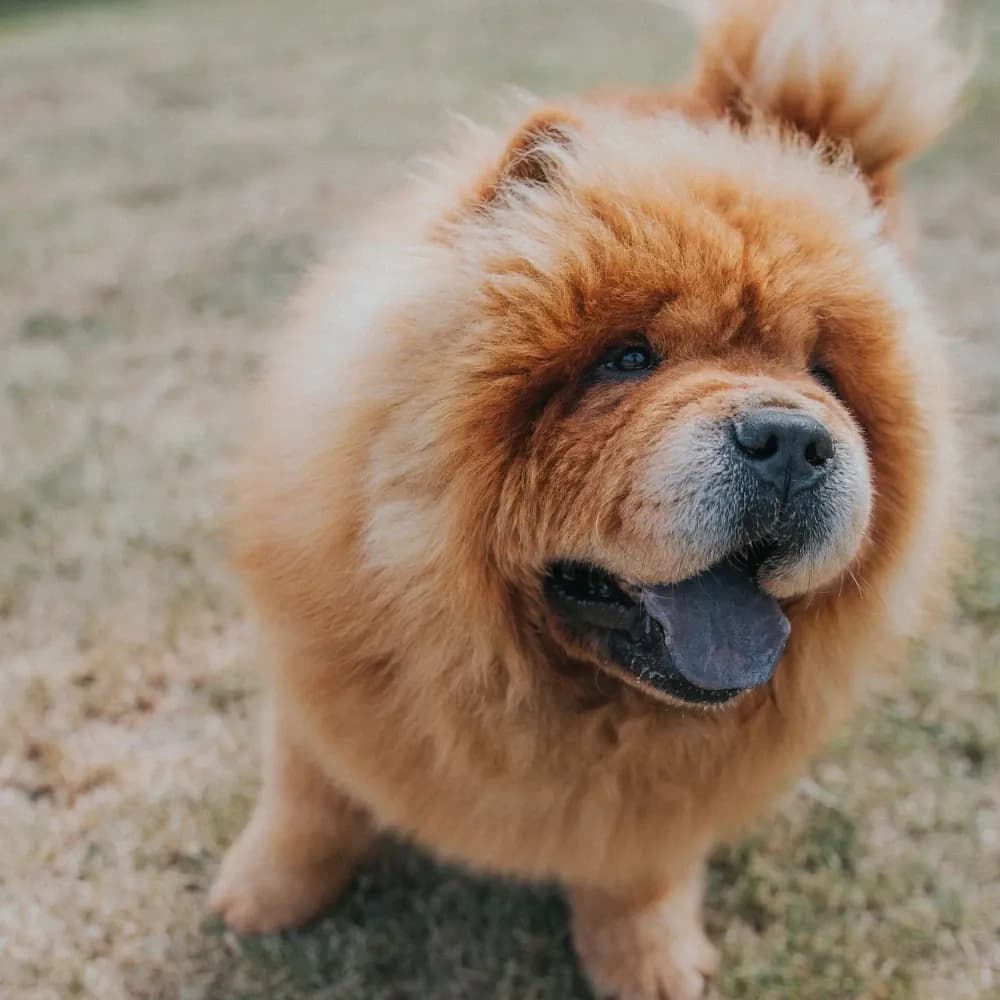 Chow Chow — registro 03