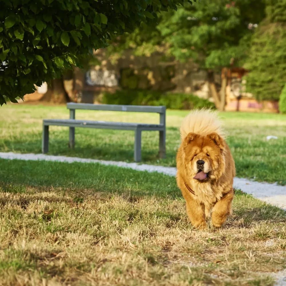 Chow Chow — registro 04