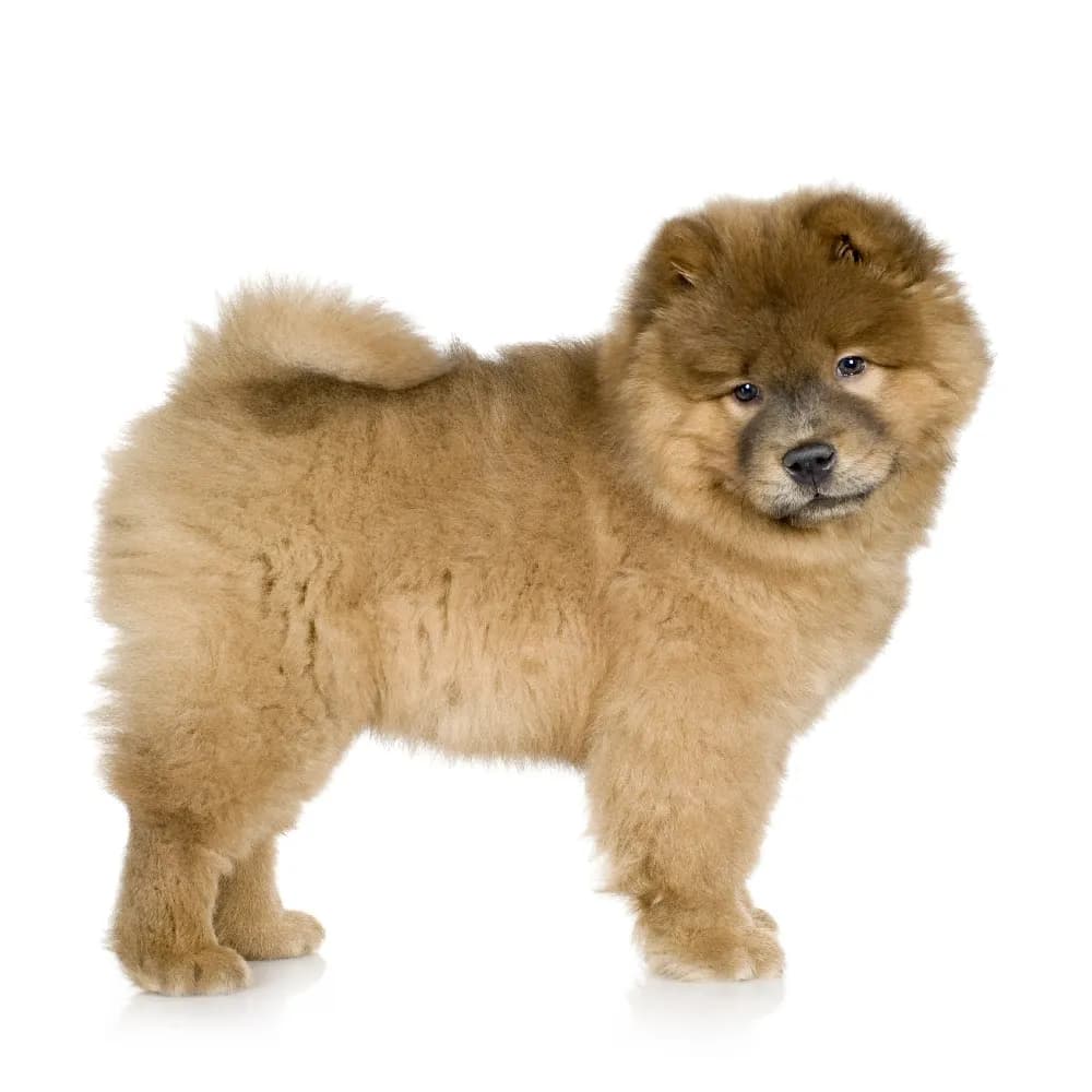 Chow Chow — filhote