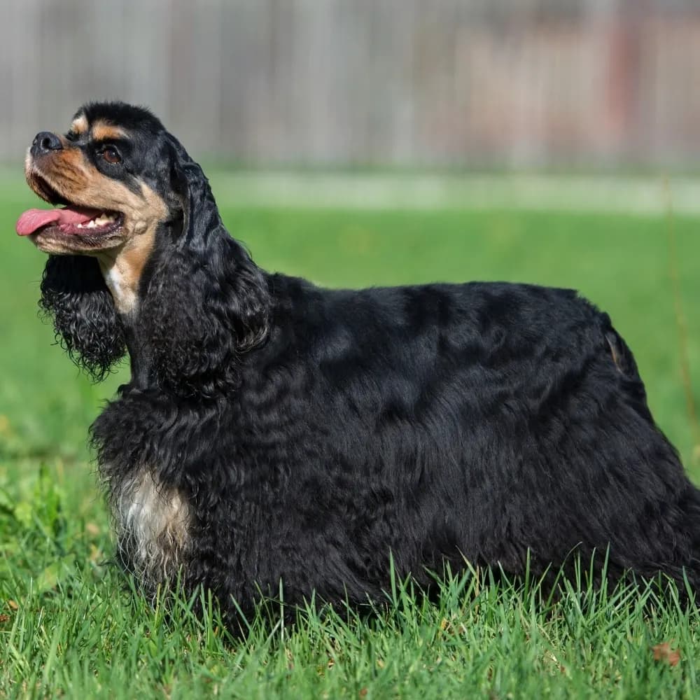 Cocker Spaniel Americano — registro 01