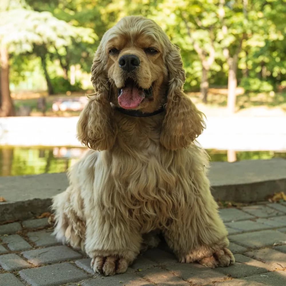 Cocker Spaniel Americano — registro 02