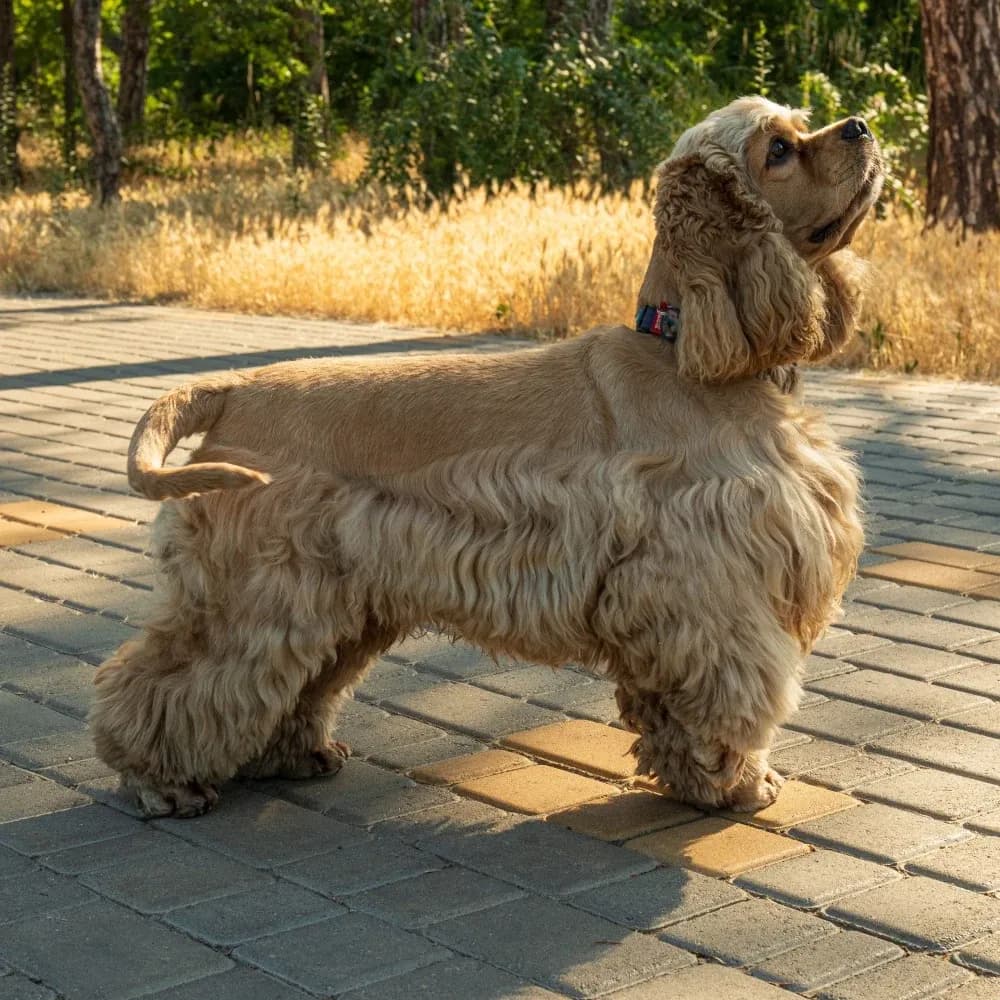 Cocker Spaniel Americano — registro 03