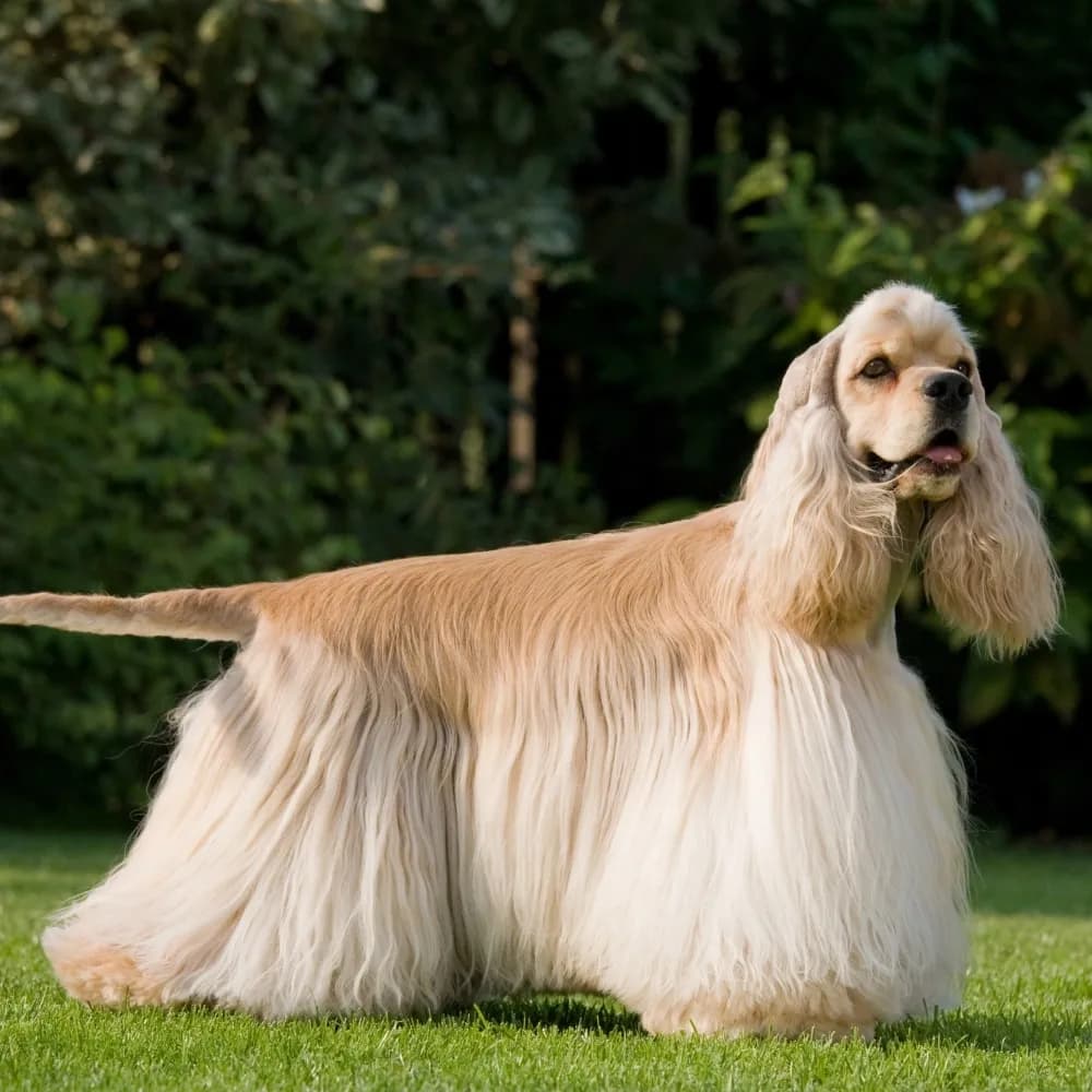 Cocker Spaniel Americano — registro 04