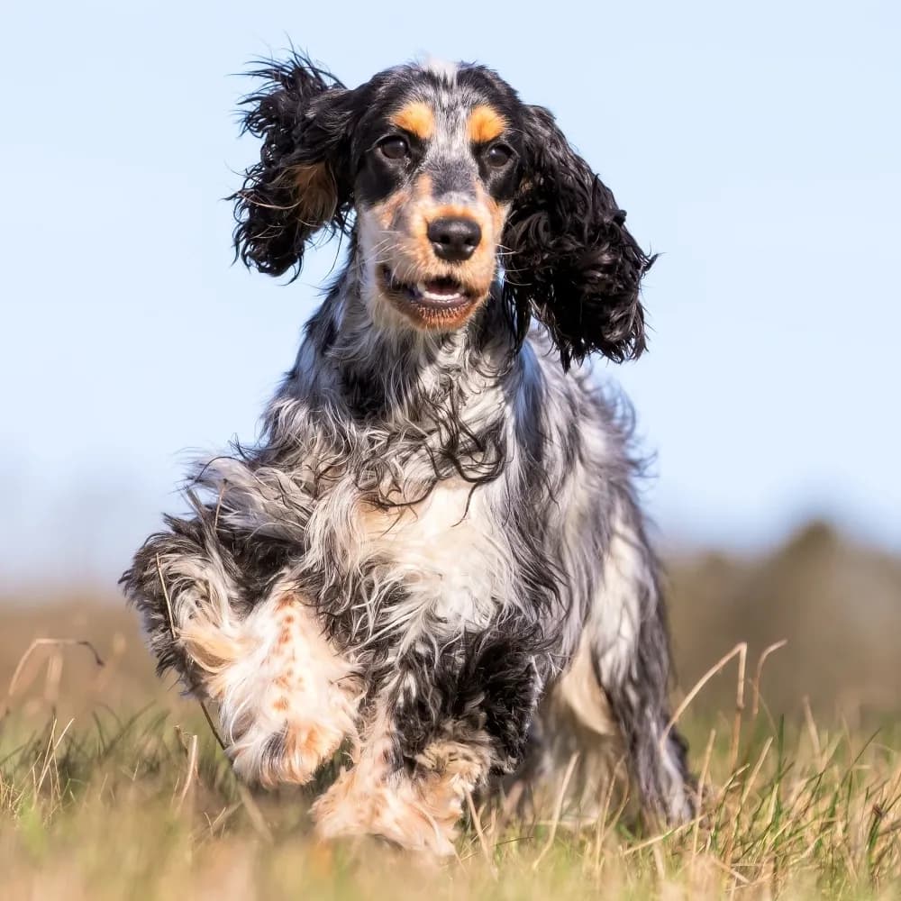 Cocker Spaniel Inglês — registro 01