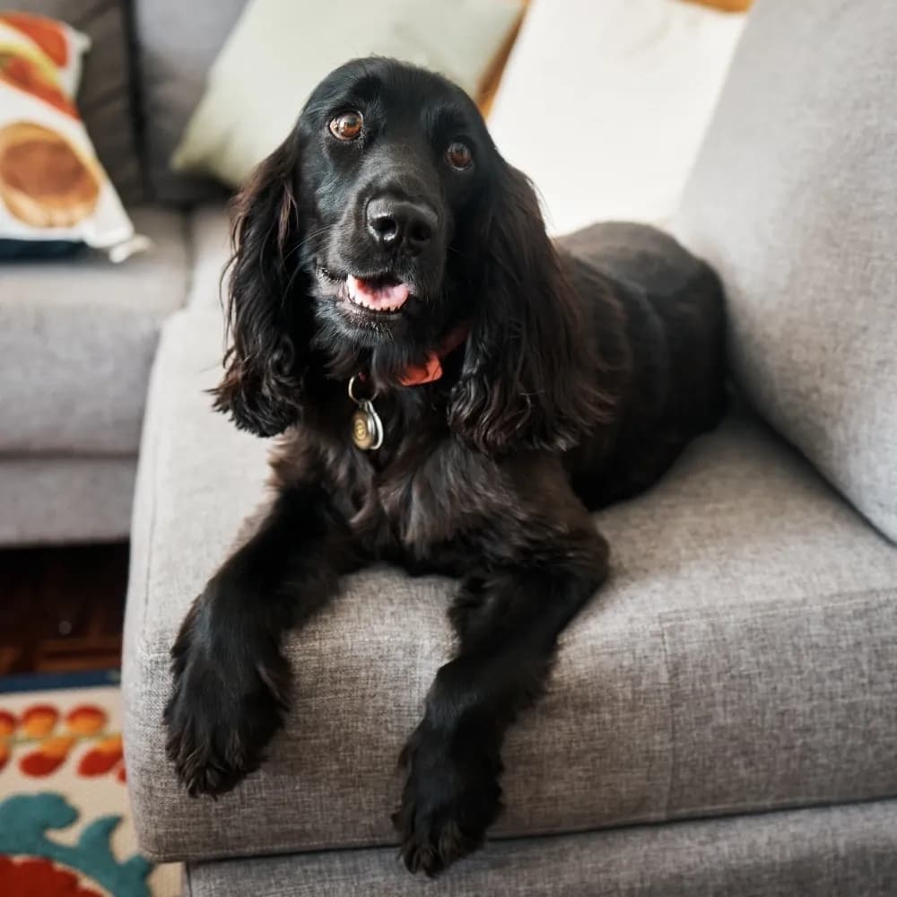 Cocker Spaniel Inglês — registro 03
