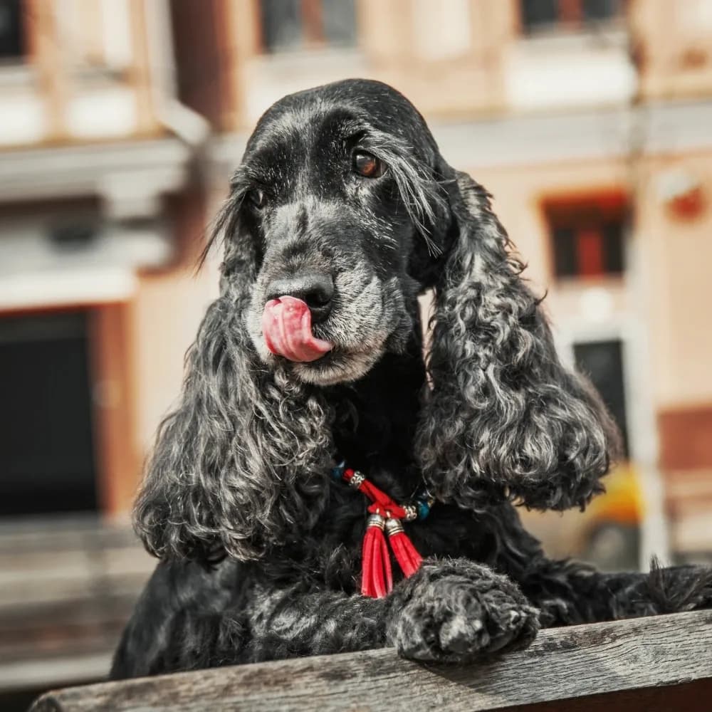 Cocker Spaniel Inglês — registro 04