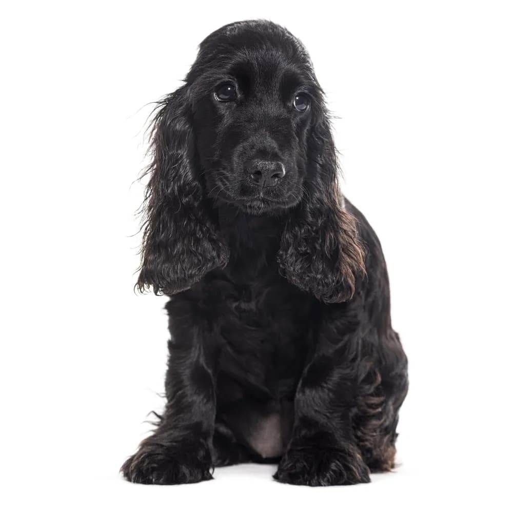 Cocker Spaniel Inglês — filhote