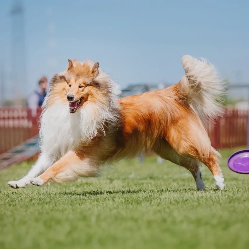 Collie — registro 01