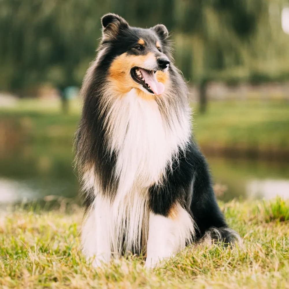 Collie — registro 02