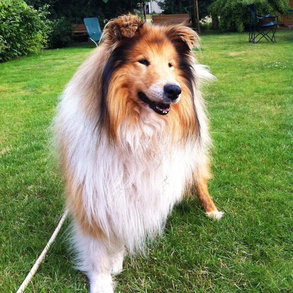 Collie — registro 03