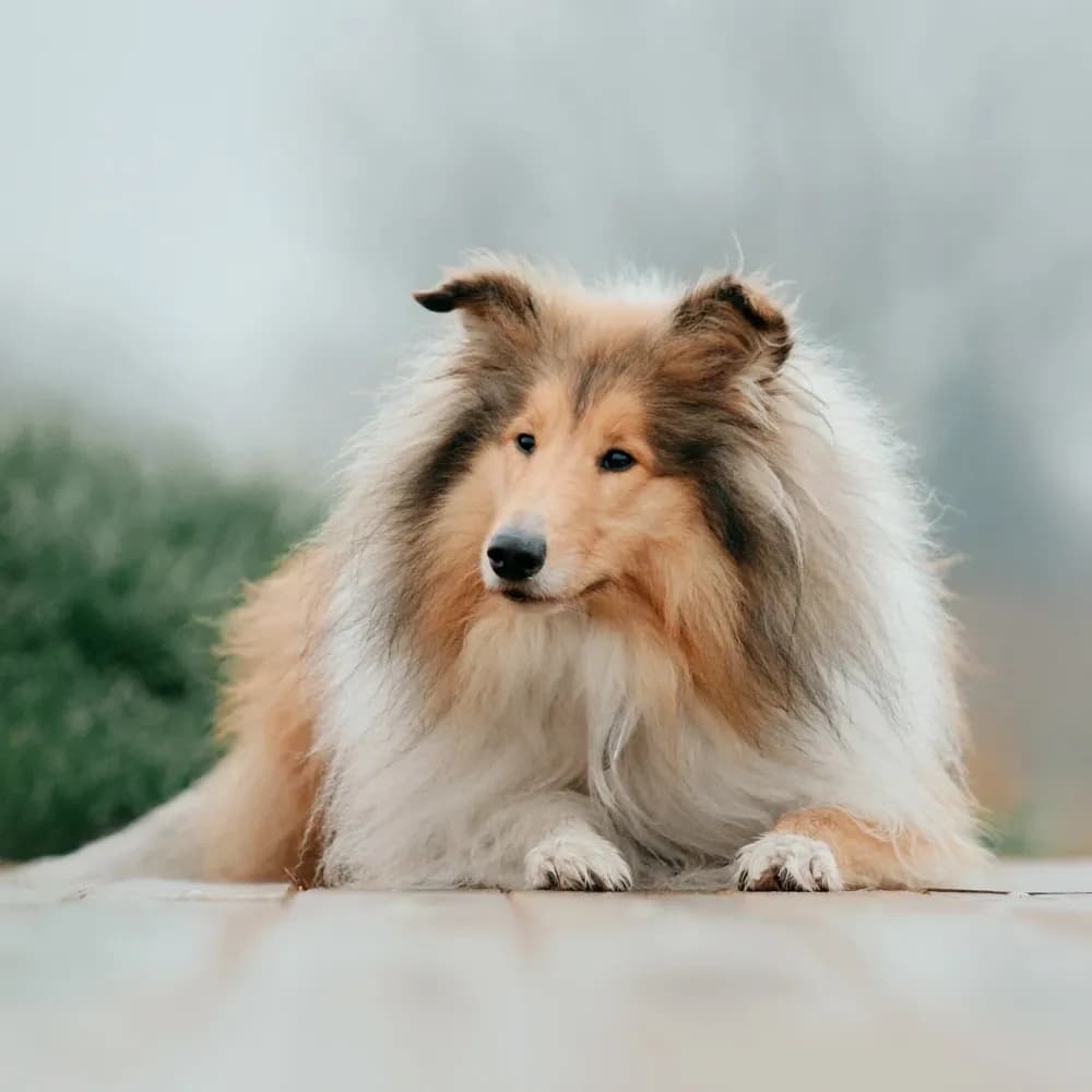 Collie — registro 04