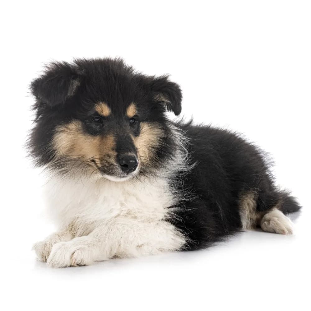 Collie — filhote