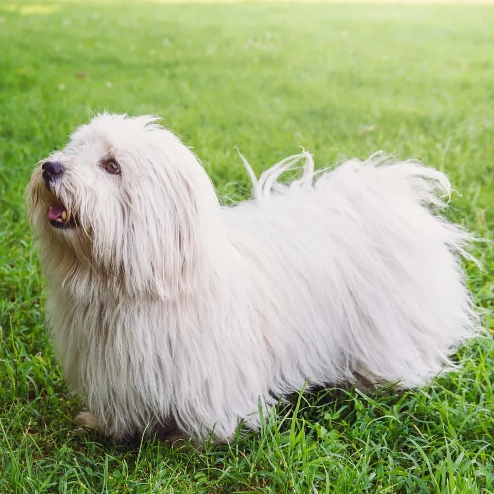 Coton de Tulear — registro 01