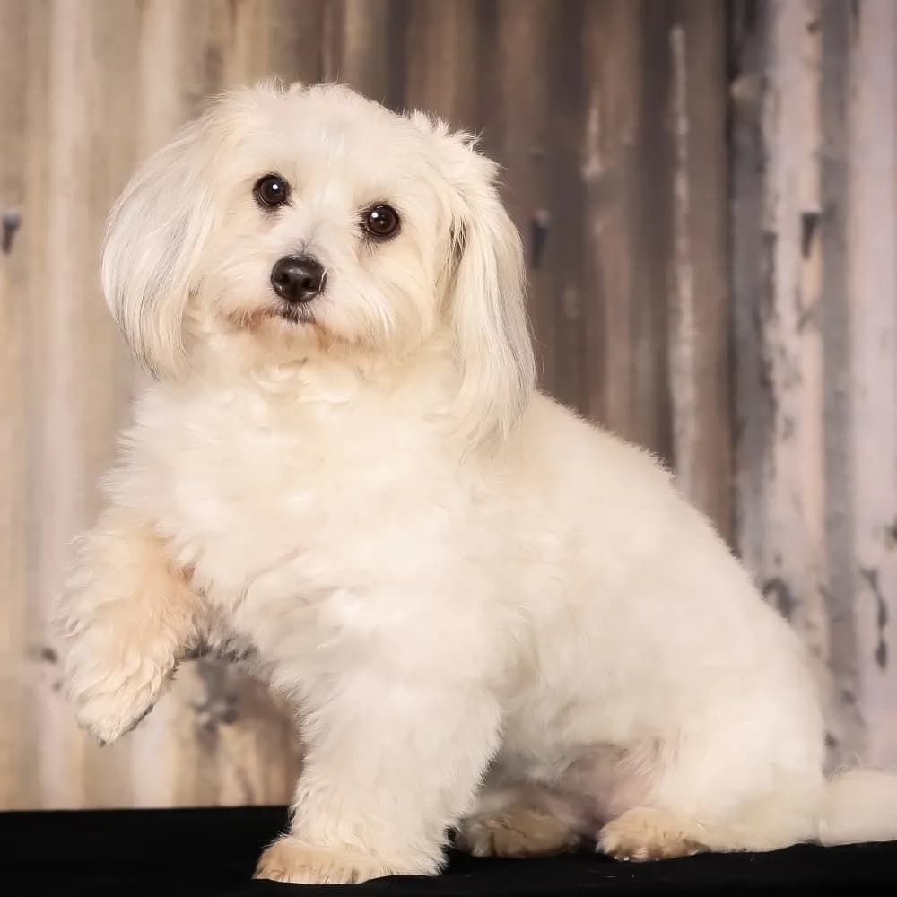 Coton de Tulear — registro 02