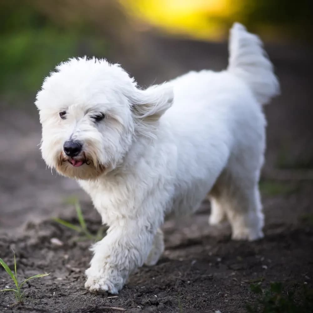 Coton de Tulear — registro 03