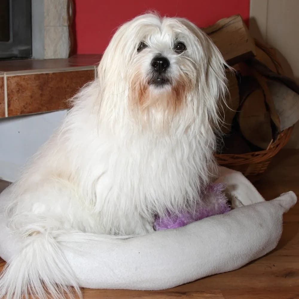 Coton de Tulear — registro 04