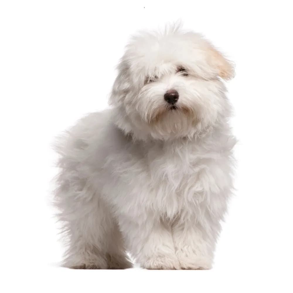 Coton de Tulear — filhote