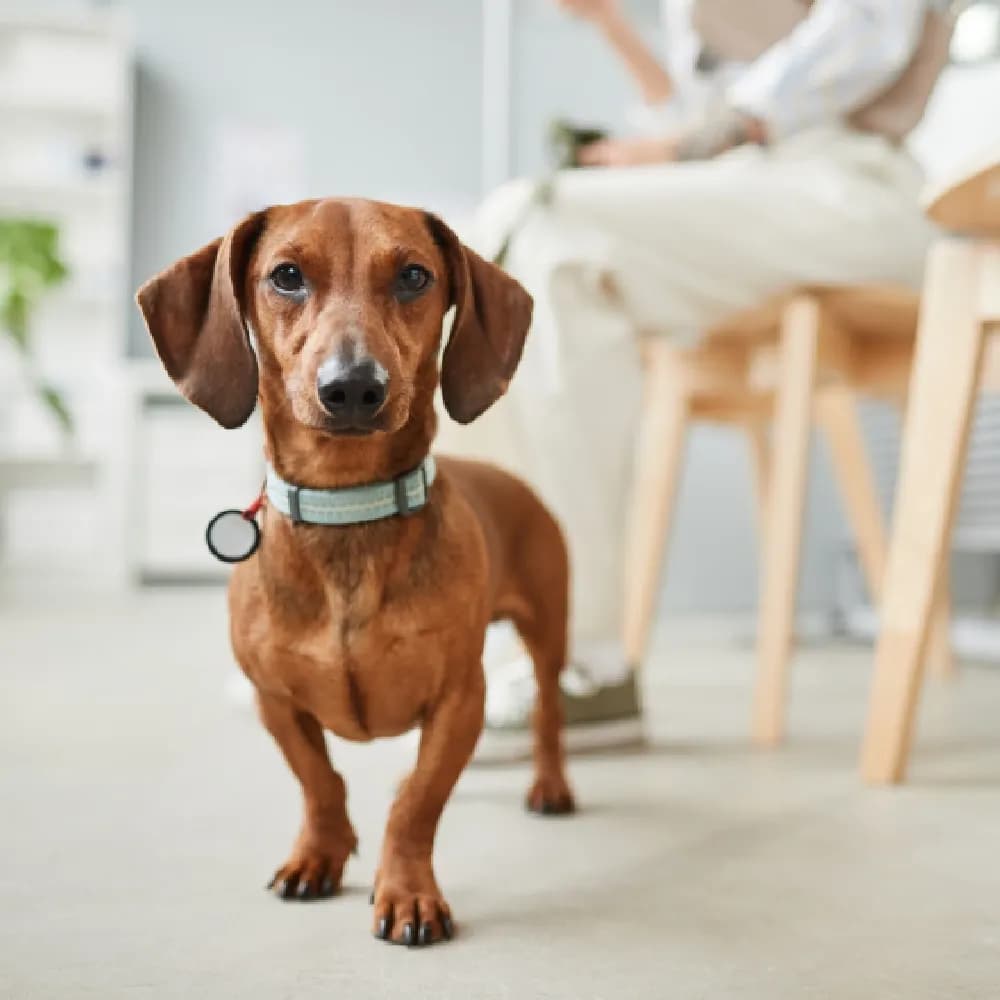 Dachshund — registro 01