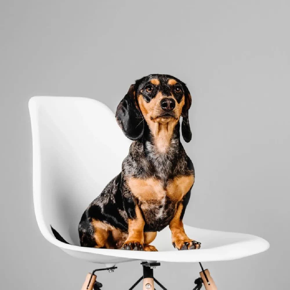Dachshund — registro 02