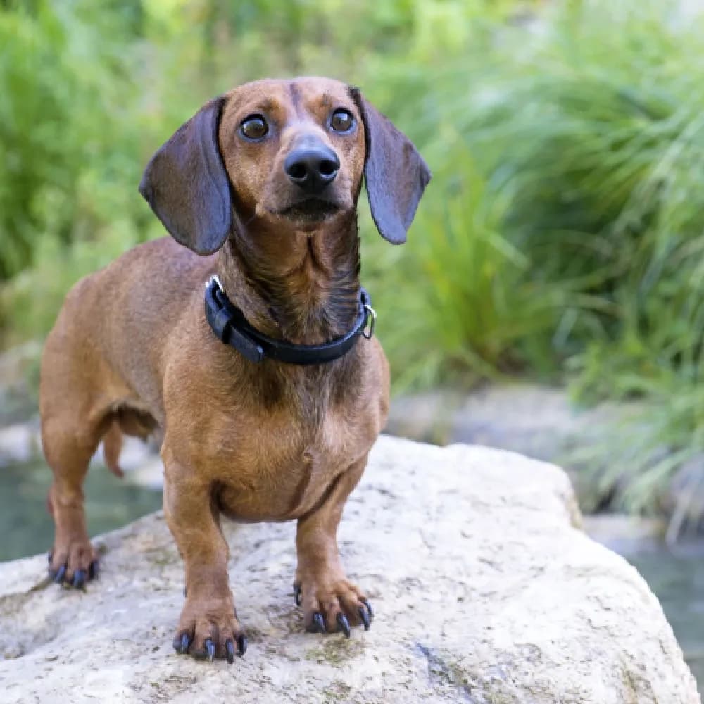 Dachshund — registro 03