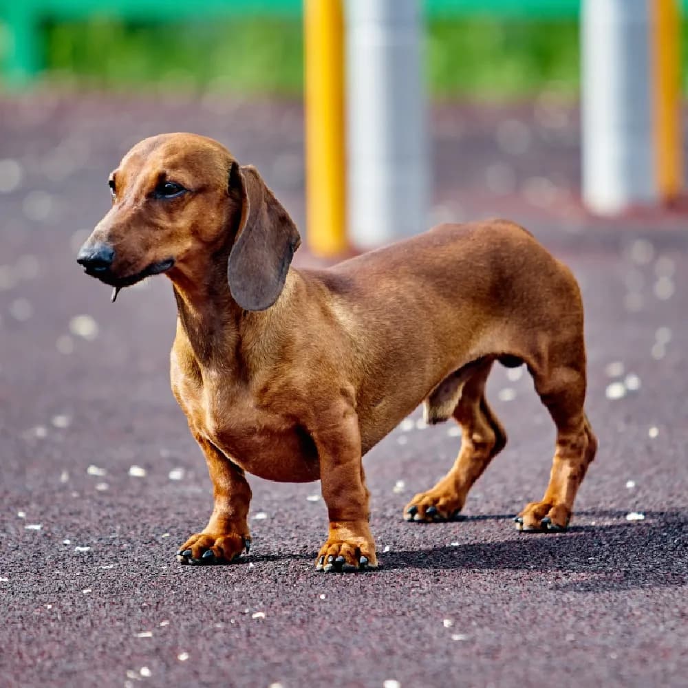 Dachshund — registro 04