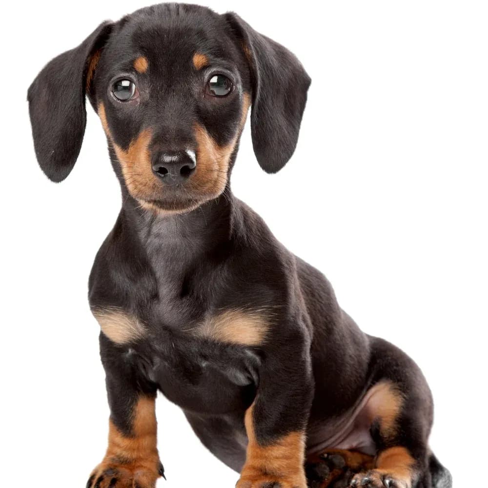 Dachshund — filhote
