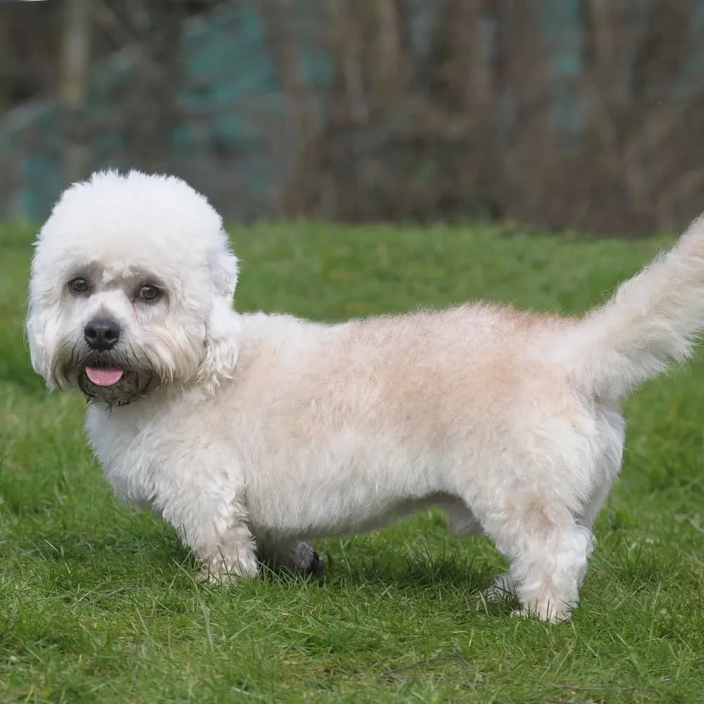Dandie Dinmont Terrier — registro 01