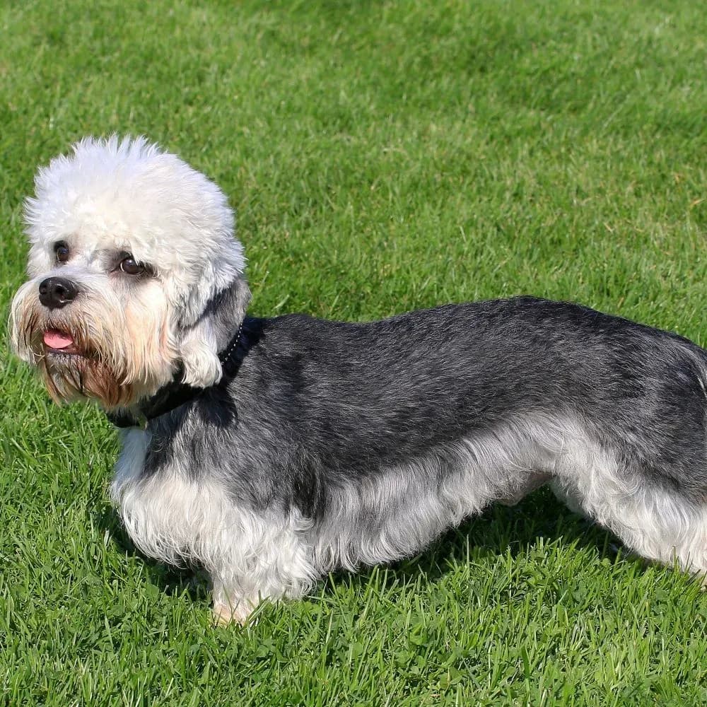 Dandie Dinmont Terrier — registro 02