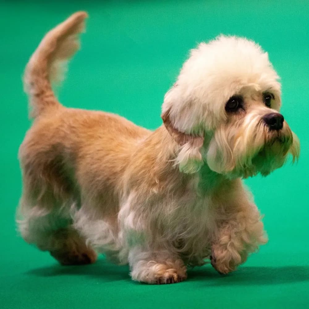 Dandie Dinmont Terrier — registro 03