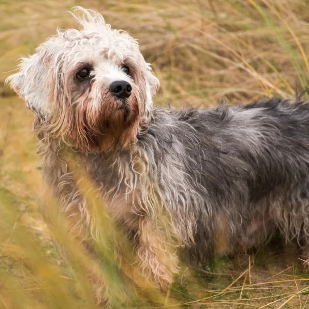 Dandie Dinmont Terrier — registro 04