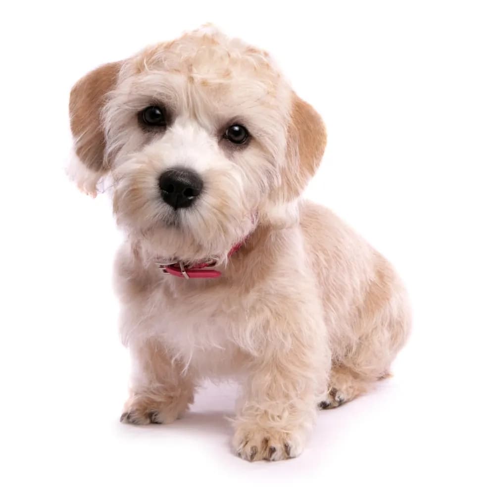 Dandie Dinmont Terrier — filhote