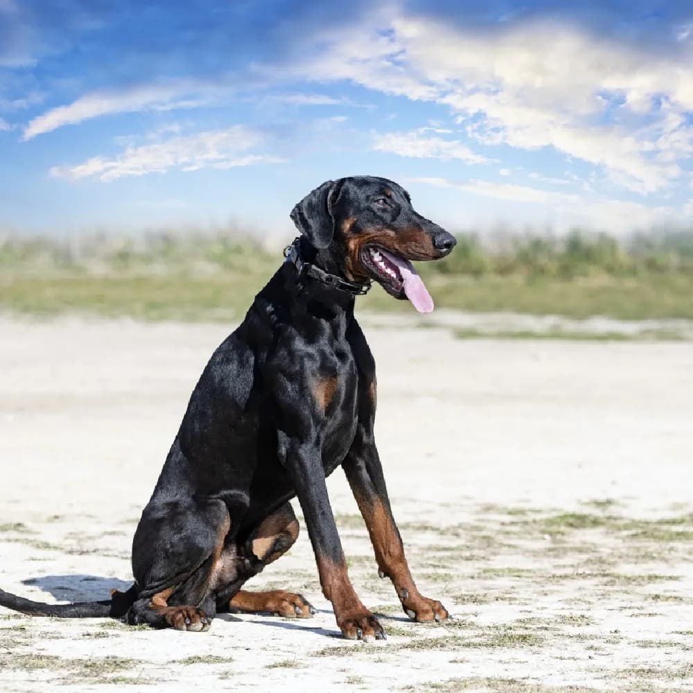 Doberman — registro 01