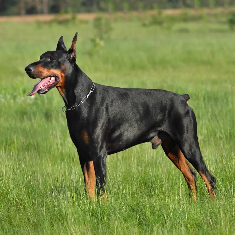 Doberman — registro 02