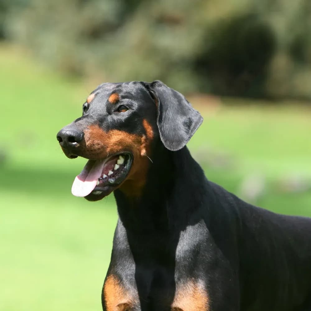Doberman — registro 03
